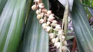 Pholidota imbricata  Necklace Orchid  species orchid of Indonesia [upl. by Nunciata]