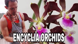 A Comprehensive Guide to Encyclia Orchid Care [upl. by Jb570]