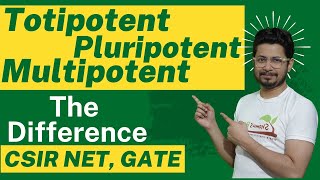 Totipotent pluripotent multipotent stem cells  Embryonic stem cells  Totipotent vs pluripotent [upl. by Hays254]