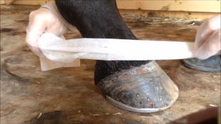 How To Treat a Lower Leg Injury in Horses [upl. by Nevin425]