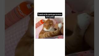 pobre gato xd shortsvideo memes humor comedia funny comedias shorts [upl. by Aig]