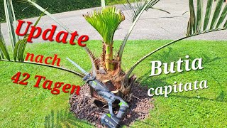 Update nach 42 Tagen der Butia capitata nach Frostschaden Palme wächst wieder [upl. by Enilec]