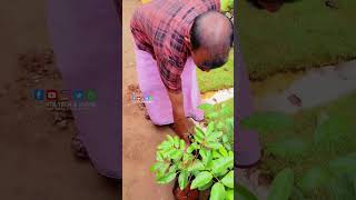 ഒറ്റത്തണ്ടിൽ അഞ്ച് കിലോ മുന്തിരി  Cambodian Wild Grape Live Plant NPLiyagarden grape [upl. by Arihaj]