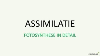 Assimilatie  Fotosynthese in detail [upl. by Loginov]