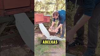 ELE colocou uma RAMPA para as abelhas e VEJA o que aconteceu 😱abelhas shorts [upl. by Opal]