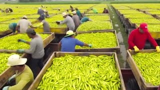 California Farmers Harvest At 253 Million Acres Of Farmland This Way  Farming Documentary [upl. by Stanislaus]