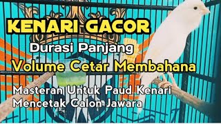 Kenari Gacor Volume dan Durasi Istimewa [upl. by Nnaitsirhc]