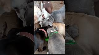 perros PITBULL Y BULLY rehabilitados sin peleas [upl. by Enirehtahc55]