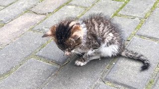 No one stopped for this blind stray kitten until a kindhearted girl passed by [upl. by Arait]