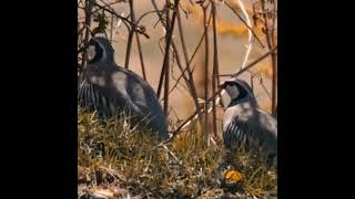 chukars keklik кеклик birds kabk кабк [upl. by Eirene895]