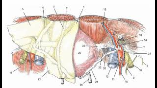 laparoscopic anatomy of the inguinal region [upl. by Nolyag]