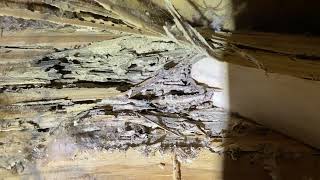 RARE Discovery  You Can Actually Hear Termites Eating Wood [upl. by Mccourt]