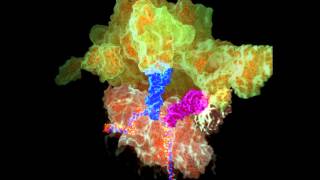 The Ribosome in Protein Synthesis initiation and elongation [upl. by Halehs]