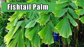 How to grow Fishtail palm plant  Care of fishtail palm tree  Fishtail palm tree  Caryota mitis [upl. by Holloway]