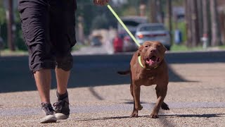 Waiting for a Forever Home Mr Wags  Pit Bulls amp Parolees [upl. by Adolph717]