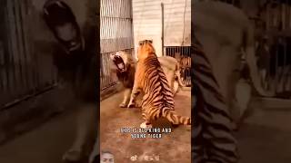 Lion vs Tiger Don T Mess with King 👑 trending tiger lion animals shortvideo [upl. by Nrubloc]