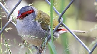 Red Browed Finch [upl. by Hayott499]