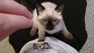 Siamese Kitten LOUDEST Purring [upl. by Xam]