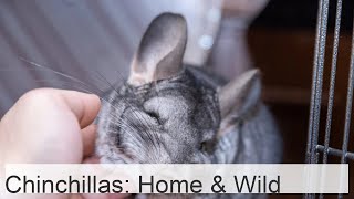 Chinchilla at home and in the wild [upl. by Amelia]