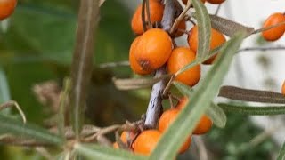 Harvesting seabuckthorn berries [upl. by Jairia]