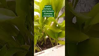 Kasturi turmeric wild turmeric Curcuma aromatica natural gardeningshort video medicinal herbs [upl. by Meekyh]