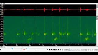 Nathusius pipistrelle echolocation and social calls time expanded x 10 [upl. by Laemaj394]