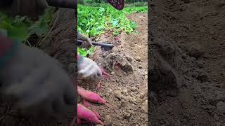 Farmers harvest sweet potatoes in autumn a type of sweet potato with red skin and sweet taste [upl. by Asirram]