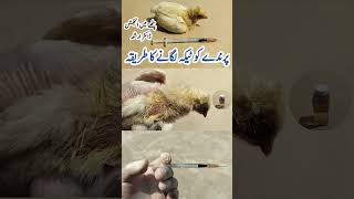 Intramuscular Injection Administration in Poultry Birds  Dr ARSHAD [upl. by Lovash687]