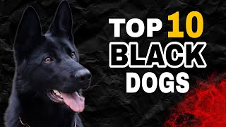 TOP 10 Black Dog Breeds In The World [upl. by Fording783]