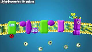 Photosynthesis Intro and LightDependent Reactions [upl. by Narayan]