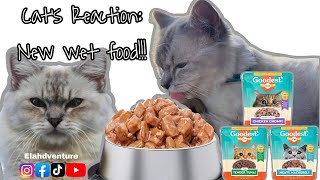 Cat Food Review  Goodest  Elahdventure [upl. by Floria]