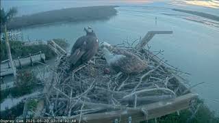 Captiva Island Osprey Cam Florida USA March 20 2023 [upl. by Sayette531]