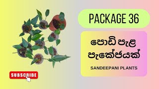 පොඩි පැළ හොයන අයට  Package 36  SANDEEPANI PLANTS [upl. by Atteuqaj282]