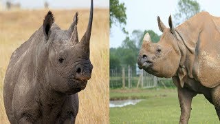 Black Rhinoceros amp Indian Rhinoceros  The Differences [upl. by Afesoj]