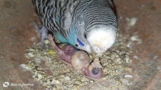 NonStop video budgies parrot baby full day live video \\ [upl. by Talich]