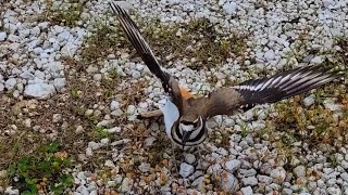 Killdeer Bird Protecting Its Eggs [upl. by Oivat566]