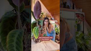 Recupera tu planta calathea plantasdecasa plants plantcare [upl. by Coffin]