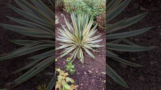 Have three variegated Yuccas in the garden Lovely evergreen structural plants they are [upl. by Stets]