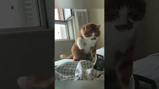 Funny Cats 2024 🐕 Funny Cat Videos 🥰 mewmew 6678 [upl. by Lehplar]