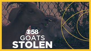 Milwaukee nonprofit devastated after 4 goats reportedly stolen off property [upl. by Ecitsuj992]