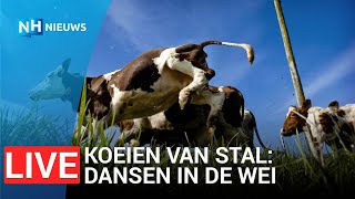 Koeien van stal gaan dansend de wei in 🐄 [upl. by Hunger]