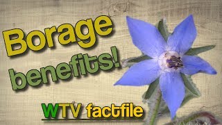 Borage fact file  Borage benefits 💮 [upl. by Severen]