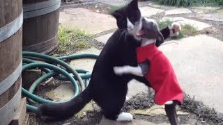 Funniest Cat vs Dog Fighting Videos [upl. by Enyawad116]