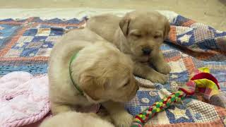 AKC English Yellow Labrador Retriever Puppies [upl. by Shinberg532]