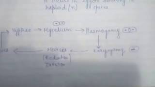 CHAP 203 KINGDOM FUNGI CLASS11 BIOLOGY [upl. by Bilek]