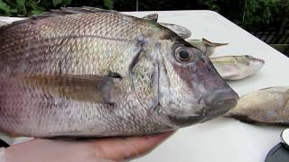 Porgy  SCUP  Fillet and Release  How to fillet a Porgy [upl. by Innig9]