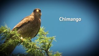 Rapaces  Chimango [upl. by Odlaniger721]