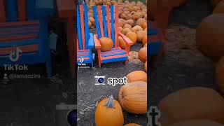 Pumpkin Fest Downeys Farm [upl. by Steere247]