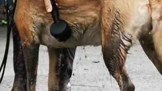 Portable dog shower Mud Daddy [upl. by Quillan]