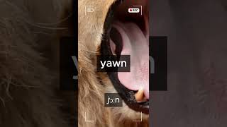 yawn 完全イメージ英単語 00011 [upl. by Amias]